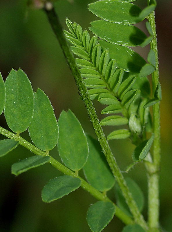 Astragalus hypoglottis